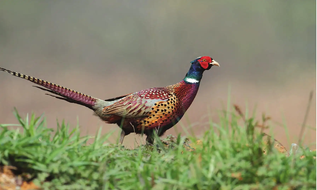 自然界中较为出名的"名鸡",一起来认识一下
