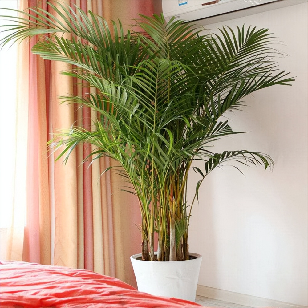 5种“健康花”，客厅一放大气高档，毒气吸光，养人家又旺