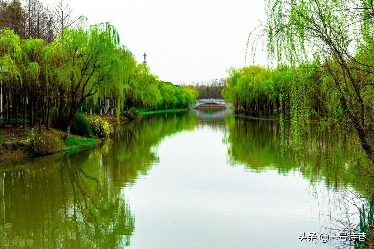 没错,杨柳自古以来就是"柔媚"的代名词,也是春天里最美丽的风景线之一
