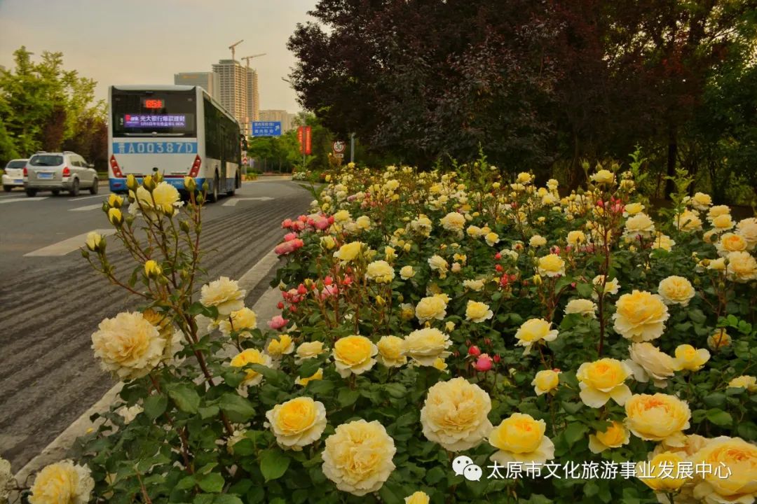 线上展览|“山河春意 锦绣太原——花的世界”主题摄影线上图片展（三）