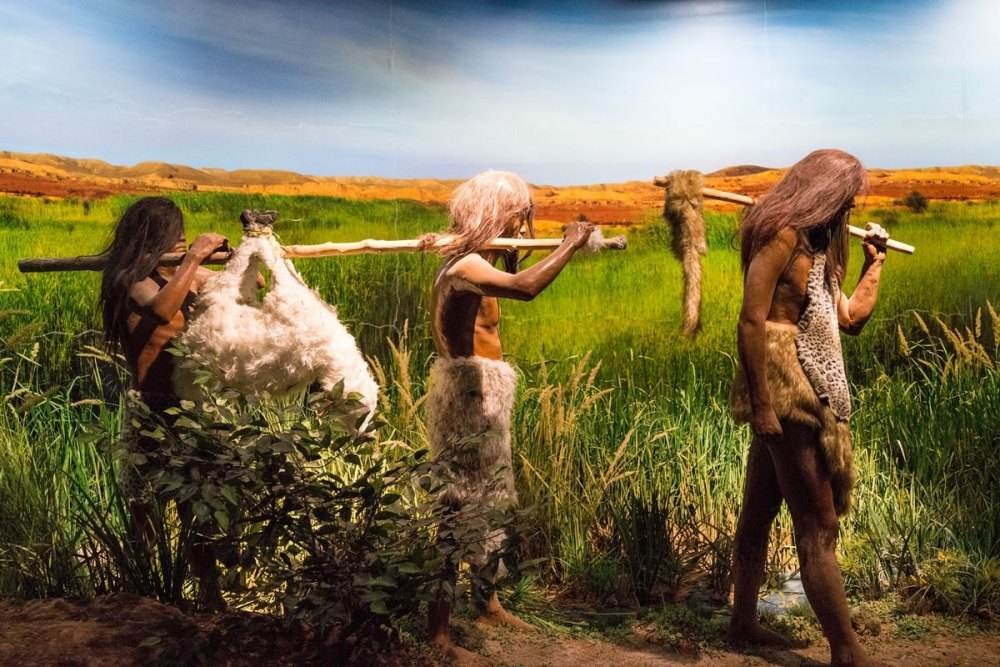 现代人类为何失去了丁丁骨？灵长类都有的骨头，消失是好是坏？