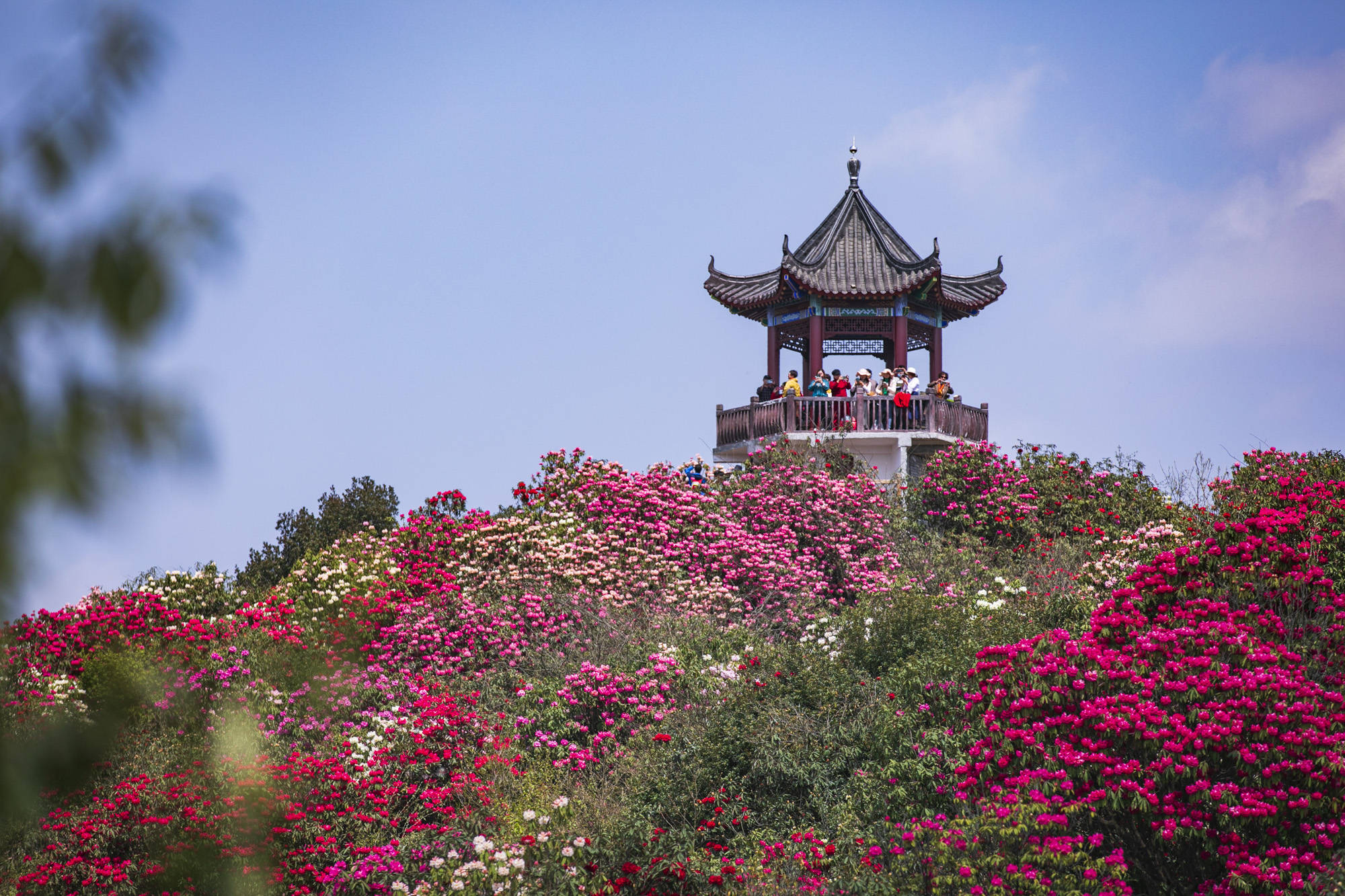最佳观赏时间:3月下旬～5月地点: 贵州毕节市大方县百里杜鹃景区中国