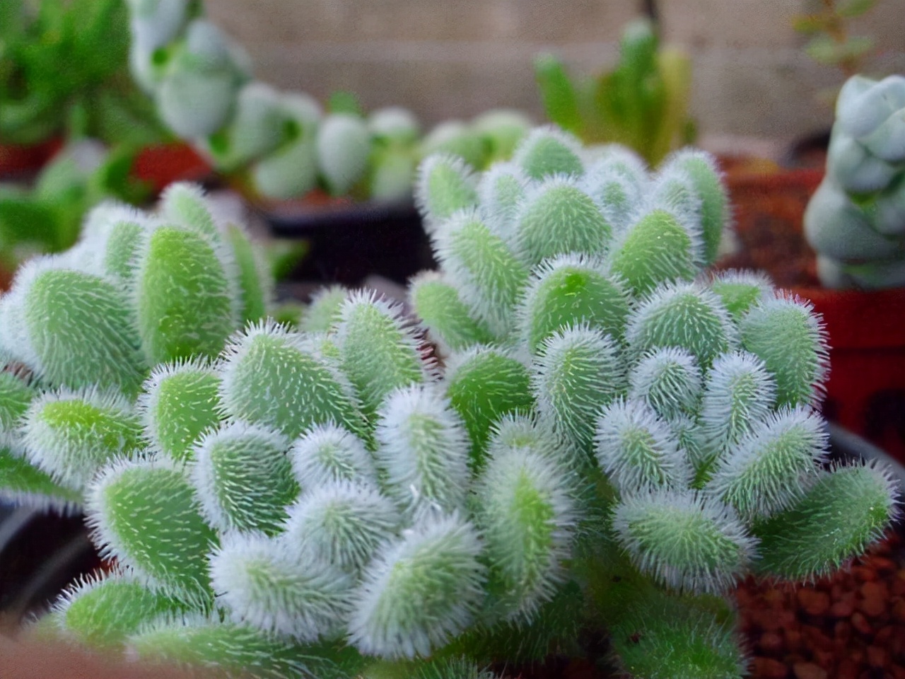 多肉植物种类（100种常见多肉图鉴分享）