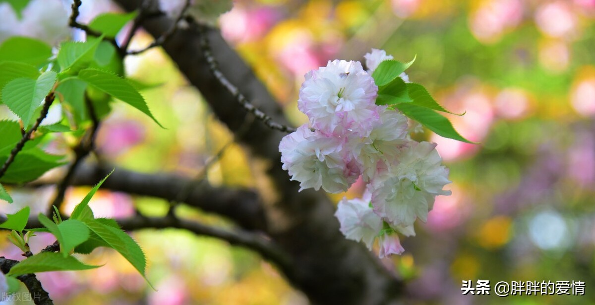 花开有时，花落有时；永不假设，永不强求，顺其自然