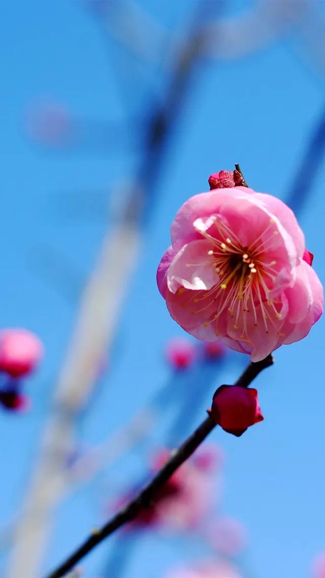 分享图片，浪漫唯美粉红色的花