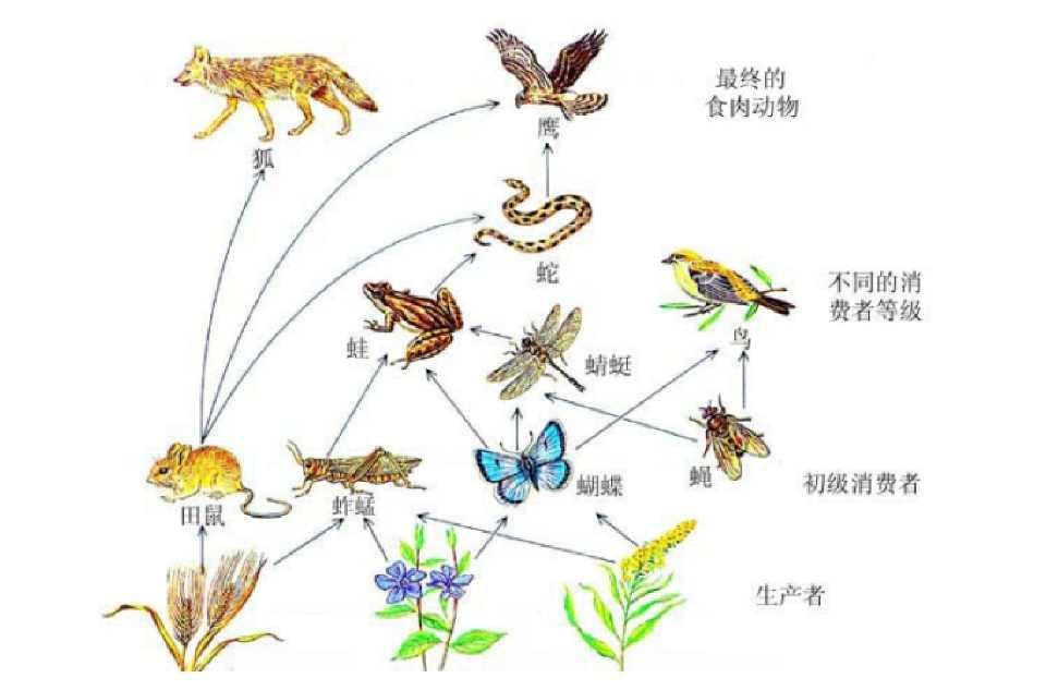 地球上的万物相生相克，为何没听说过病毒的天敌？病毒怕什么？