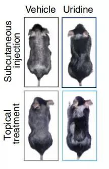 �����Ǹ���й���ѧ�ҷ��֡����������ʣ���Щʳ���к����ϸ�