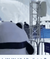 冰墩墩名场面可爱集