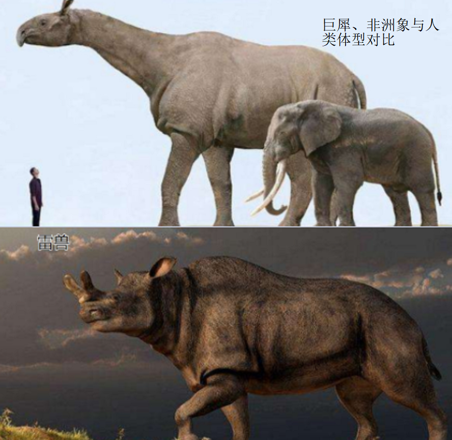 为何古人不敢动"非洲象",却选择捕杀体型更大的"猛犸象"?