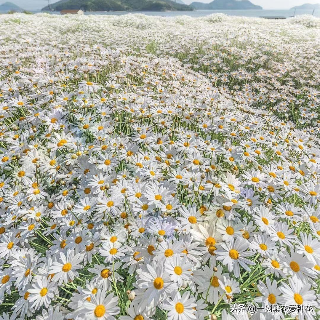 耐寒宿根花卉（两季都适合种的30种宿根花卉）