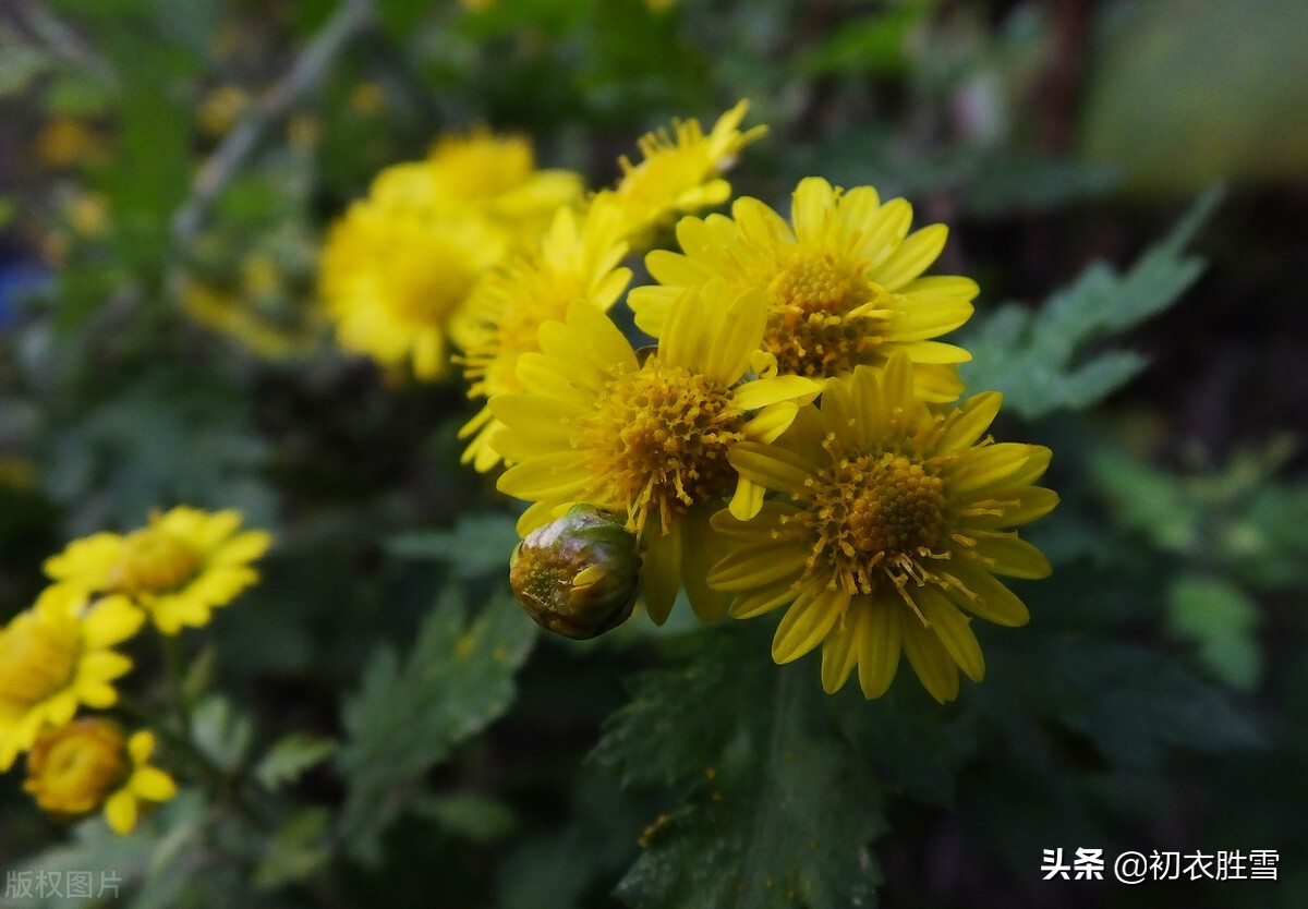 古诗词里的冬月花开五首：冬月梅花斗雪新，菜子花黄带雨新