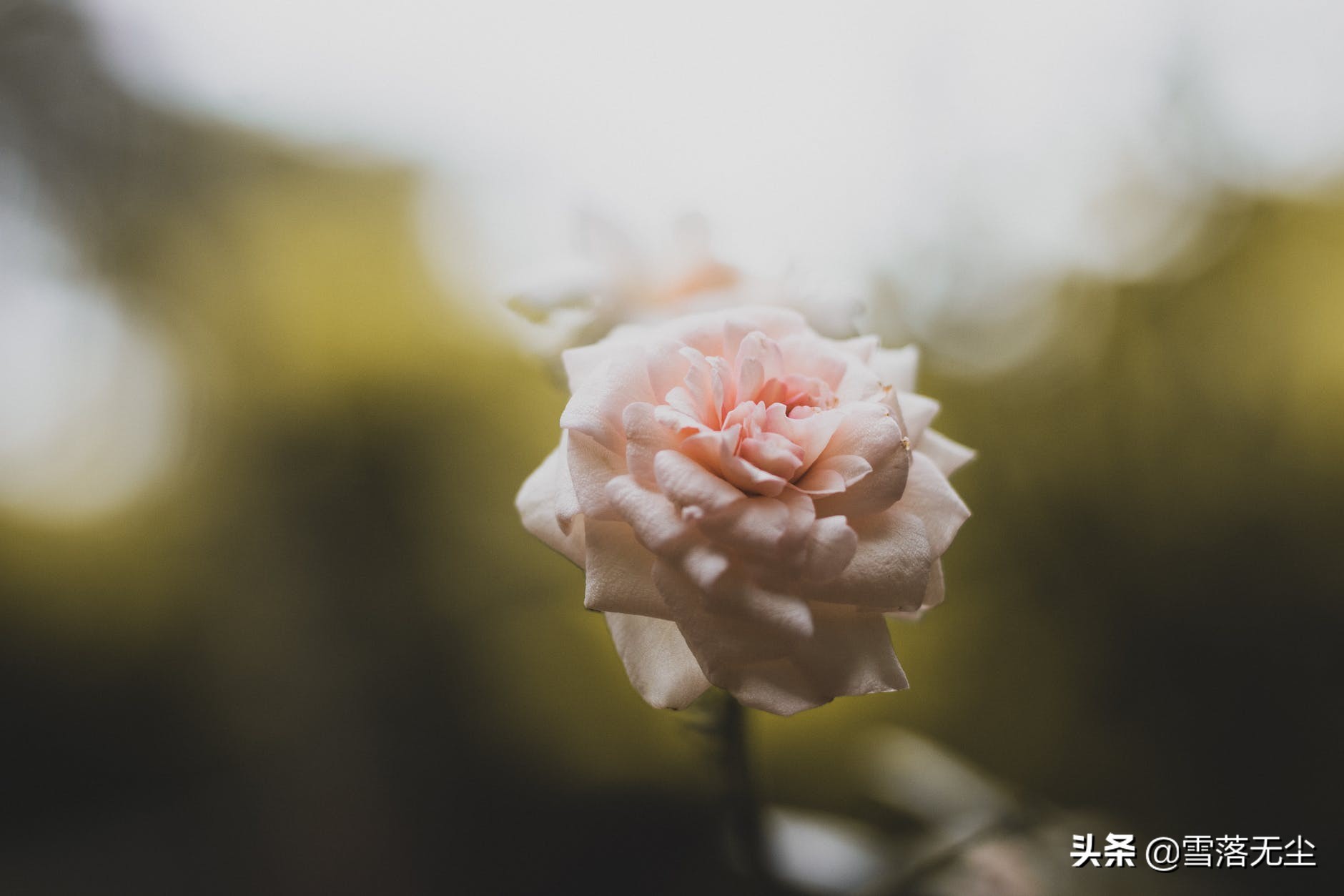 一个背叛了你的人，就算再爱，也别去挽回