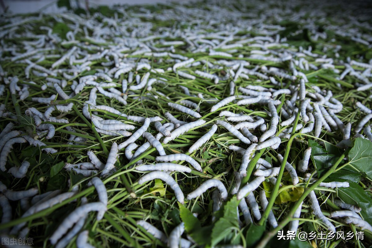 蚕的生长过程图片大全（刷新你对蚕的认知）