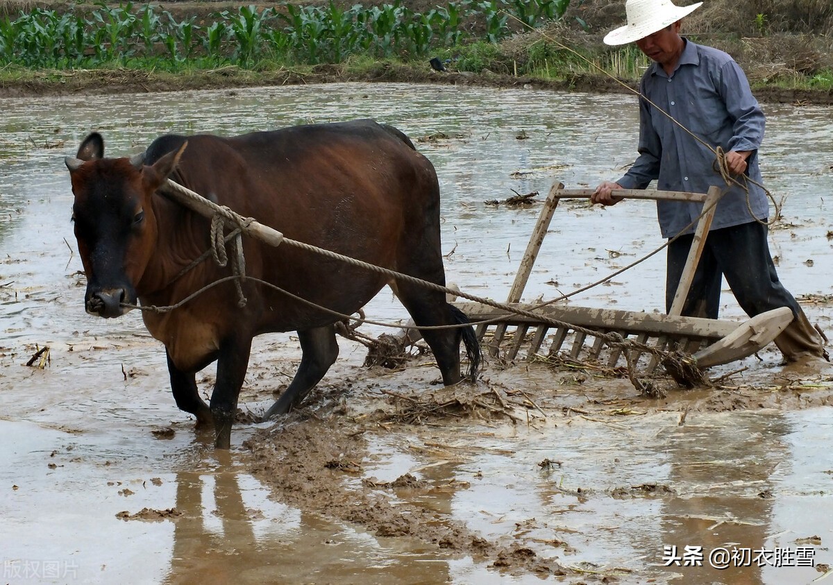 犁牛骍角图片