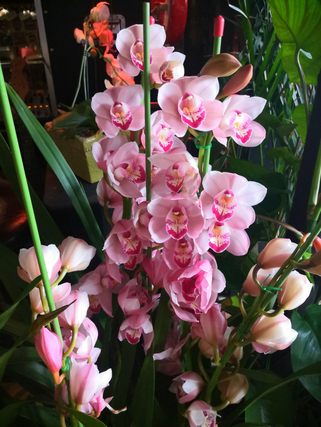 紫金朱砂多少钱一克年宵花中的