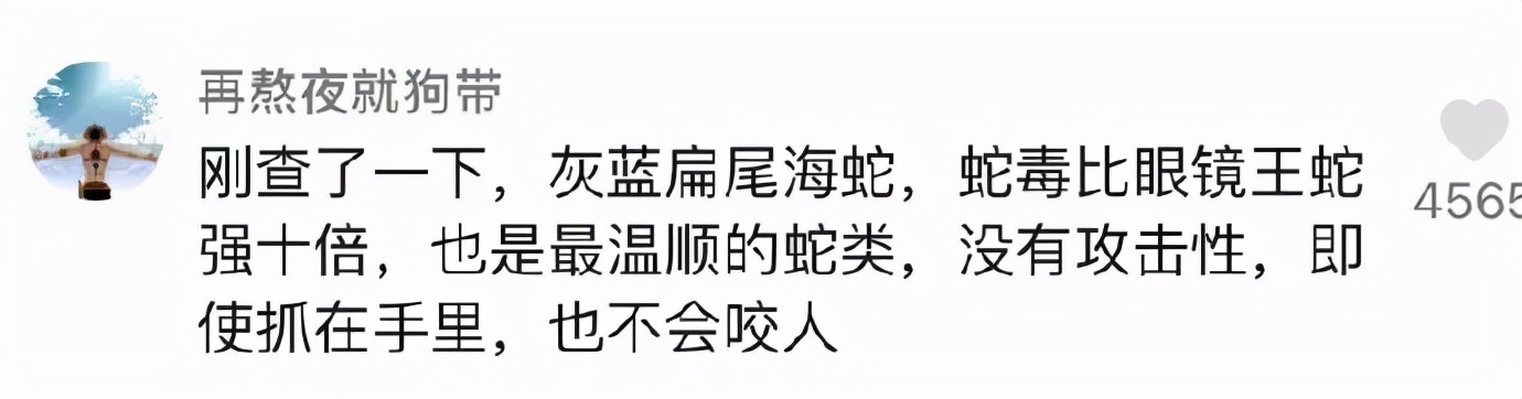 小猫的生日礼物（猫咪过生日送什么礼物）