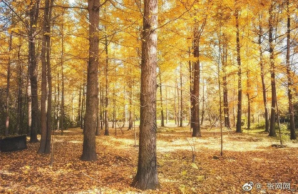 全部黄了！成都二十个银杏观赏点实拍图，带你赏遍