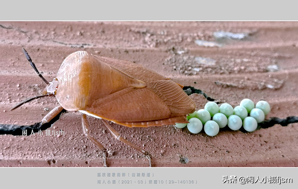 荔枝椿象(昆虫摄影：昆虫，从若虫蜕变到成虫，女大十八变)