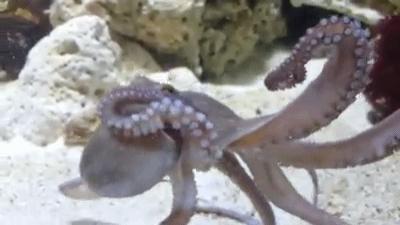 章鱼有几个大脑（章鱼有9个大脑，还能编辑基因？）-第27张图片