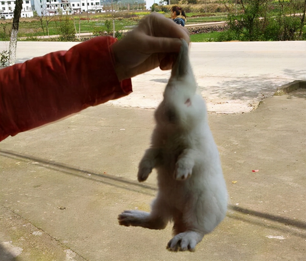 养兔户必学的一门技能，老司机教大家如何来抓兔