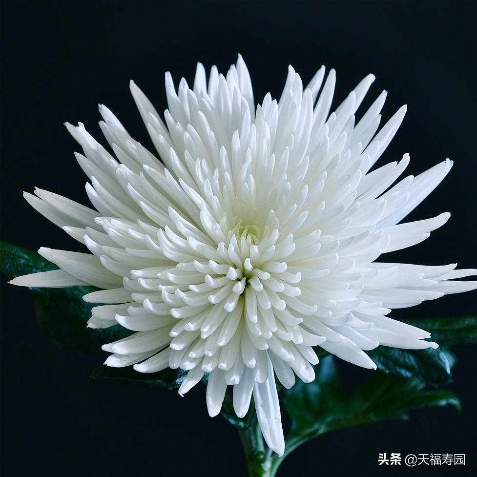 白菊花代表什么意思 菊花的花语和寓意 - 汽车时代网