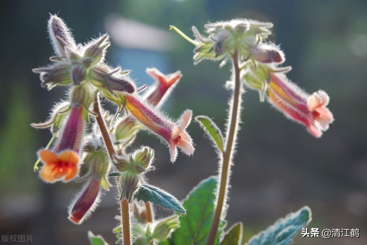 中药材种植种子处理很关键：精细做好六个环节，种植可提质增效