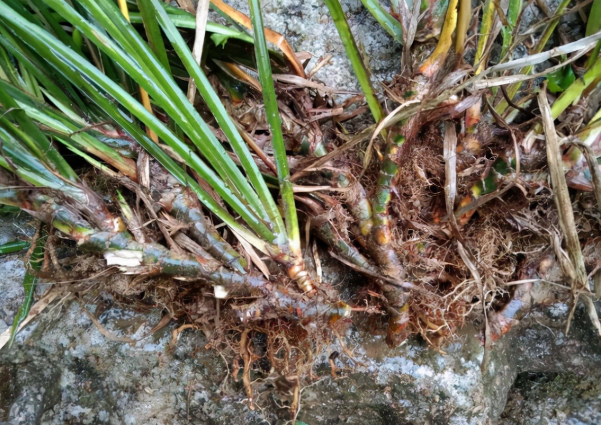 石菖蒲圖片石菖蒲長在河邊岩石上