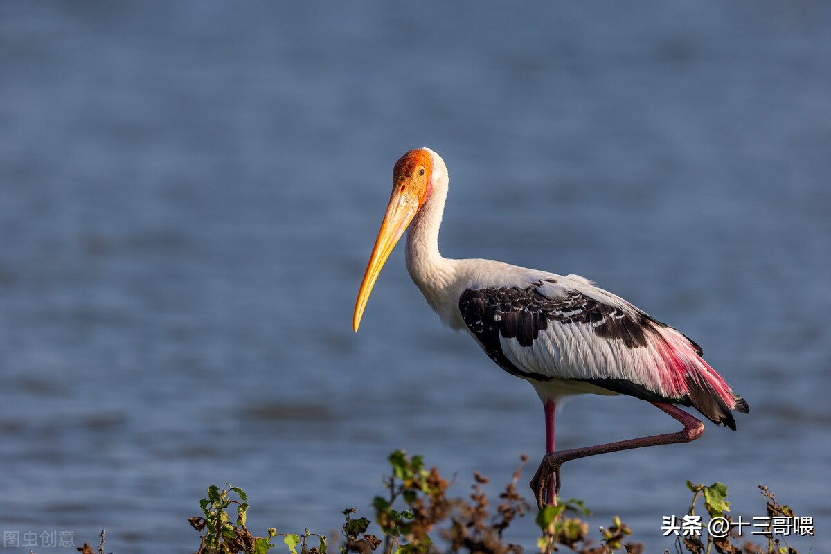 荒野求生：打算看不同政见两名政客在荒岛上掐架，但节目组失算了