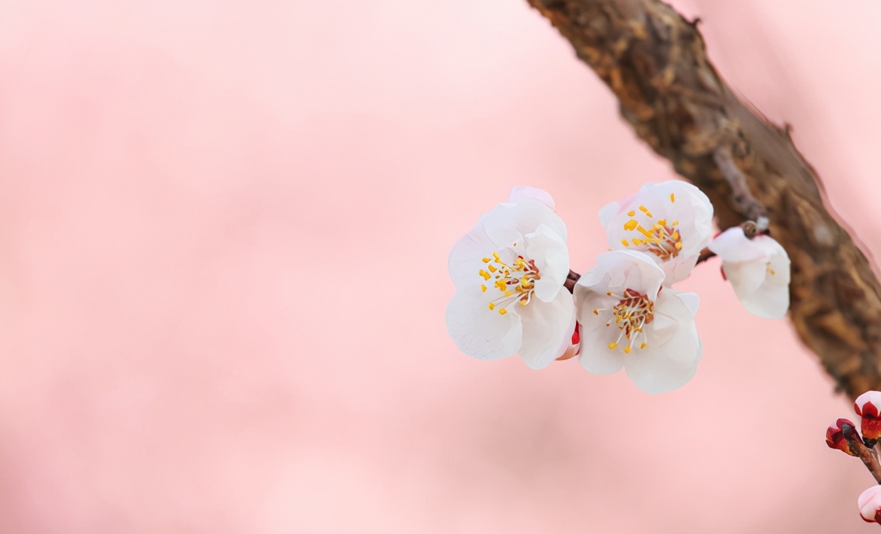 写给春天：“心中有花开，不负好春光”