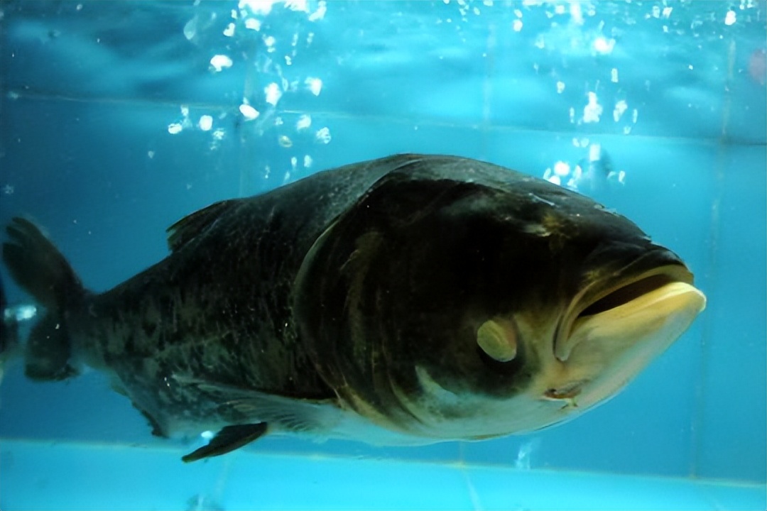 养殖大头鱼怎样快速生长?养花白鲢怎么肥水?