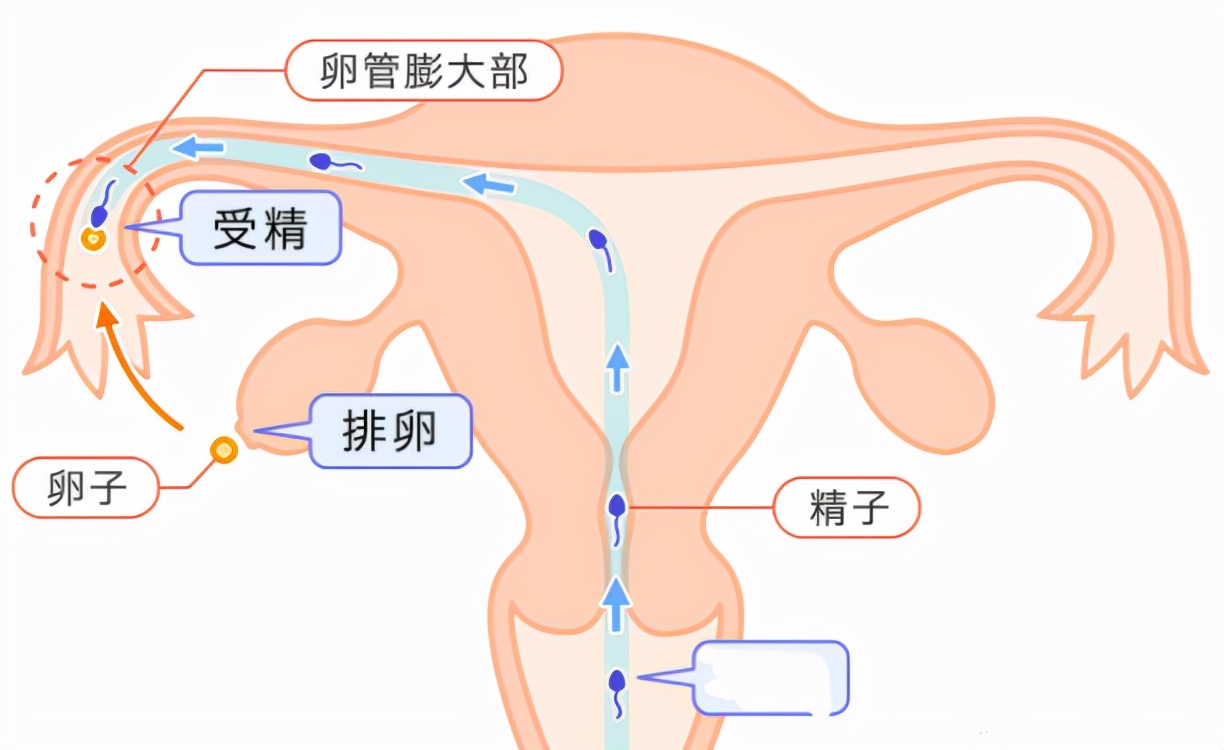 女人的卵子会偏爱部分男人的精子，甚至会为它“开后门”？