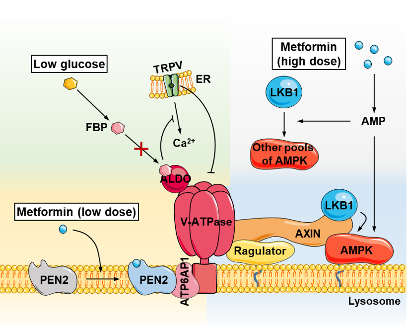 厦大科学家重要发现！这一百年神药为何能延寿→
