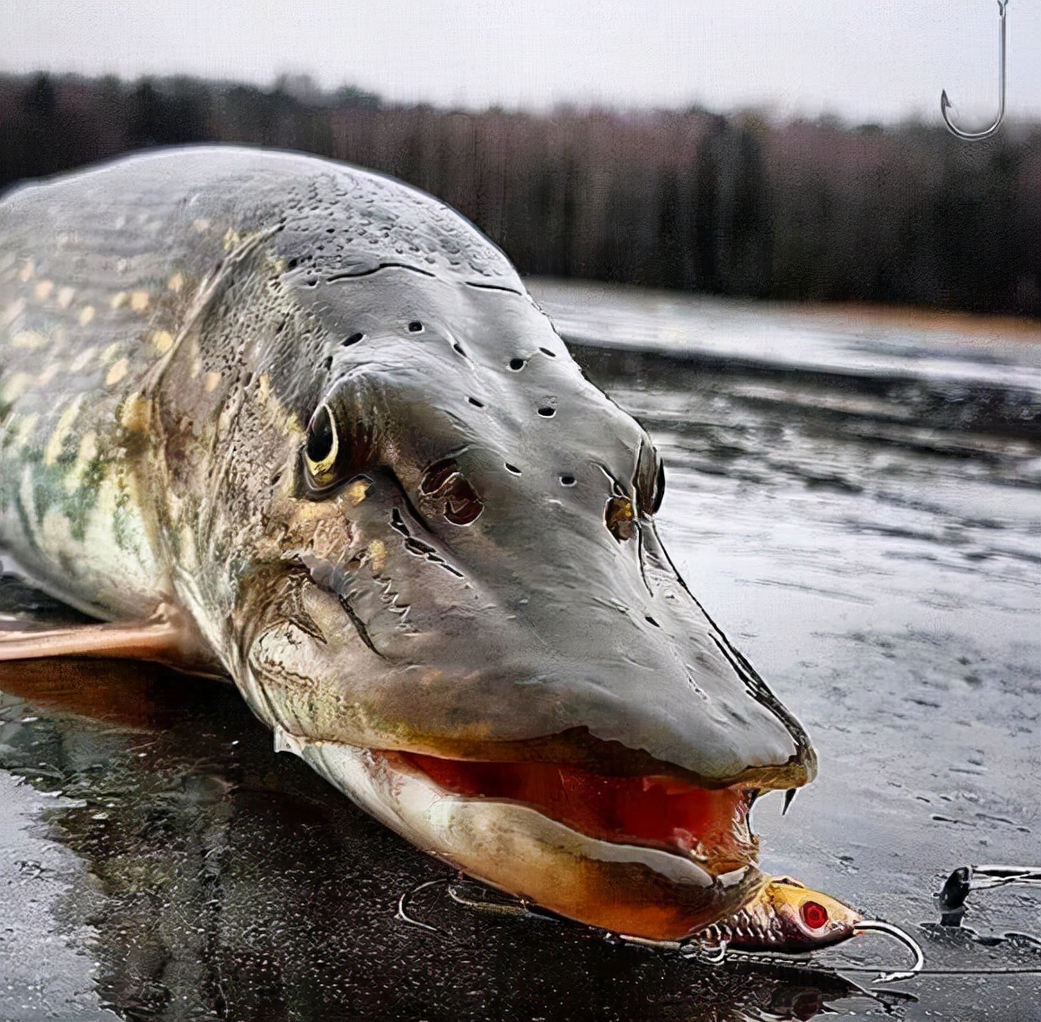 狗鱼:鱼中恶犬,从鱼苗时期就互相残杀,长大后见到活物就撕咬