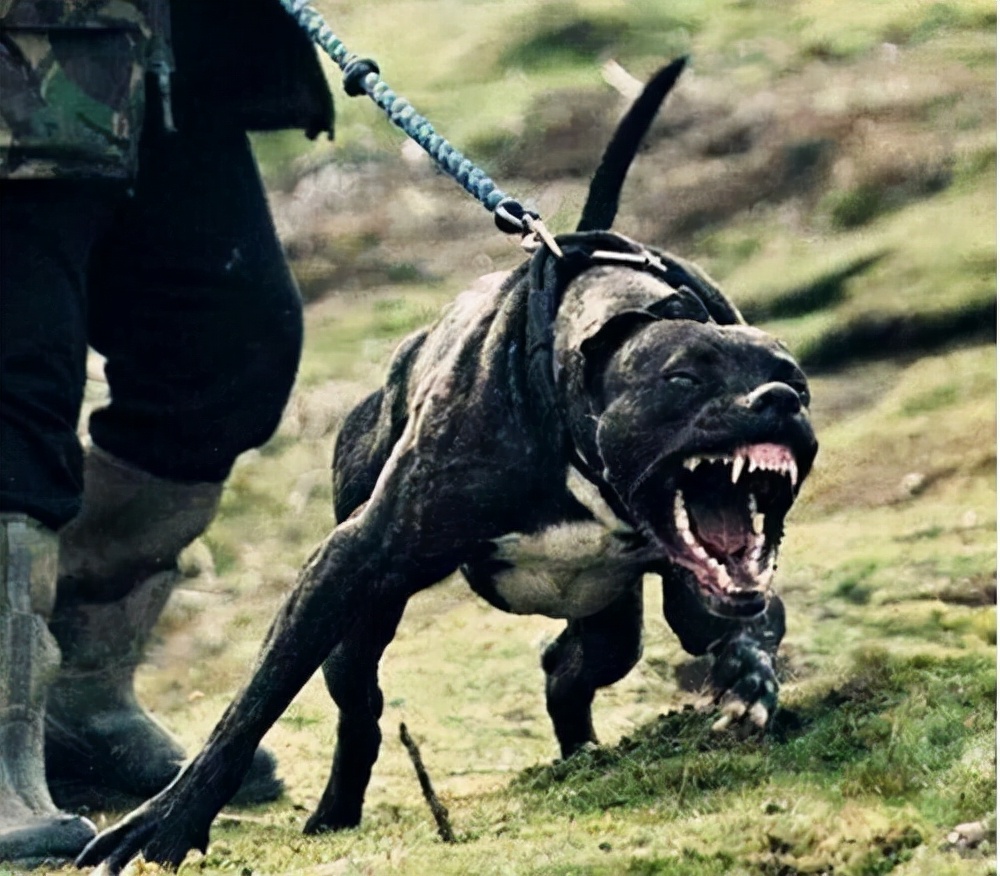 遇到恶犬咬人，打它这里，一击见效
