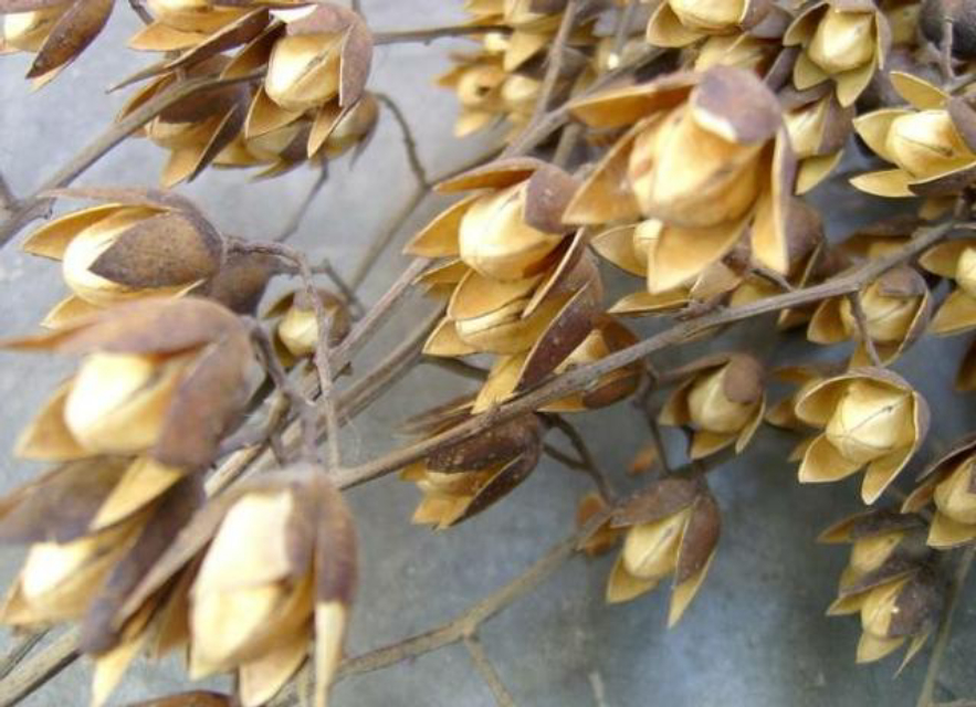 春菜中的爱马仕