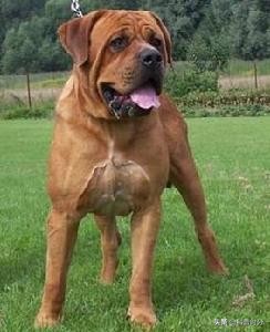 世界上兇猛的十種狗，日本土佐犬上榜，藏獒排名第二