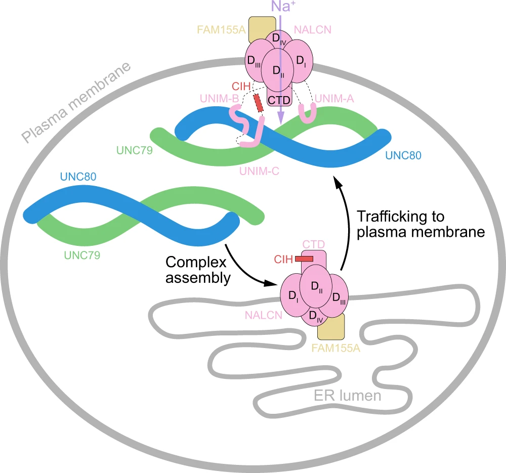 北京大学陈雷研究组最新报道