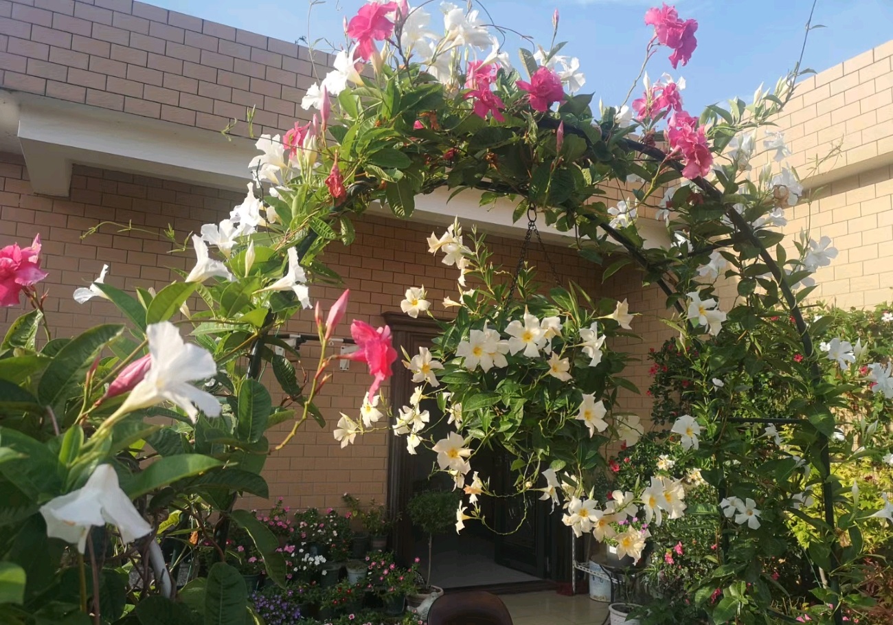 飘香藤的花期和寿命(适合阳台养的藤本花卉飘香藤)