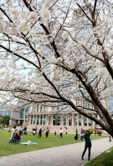 每座校园都有自己的代表植物，你就读的校园哪一种植物最出名？