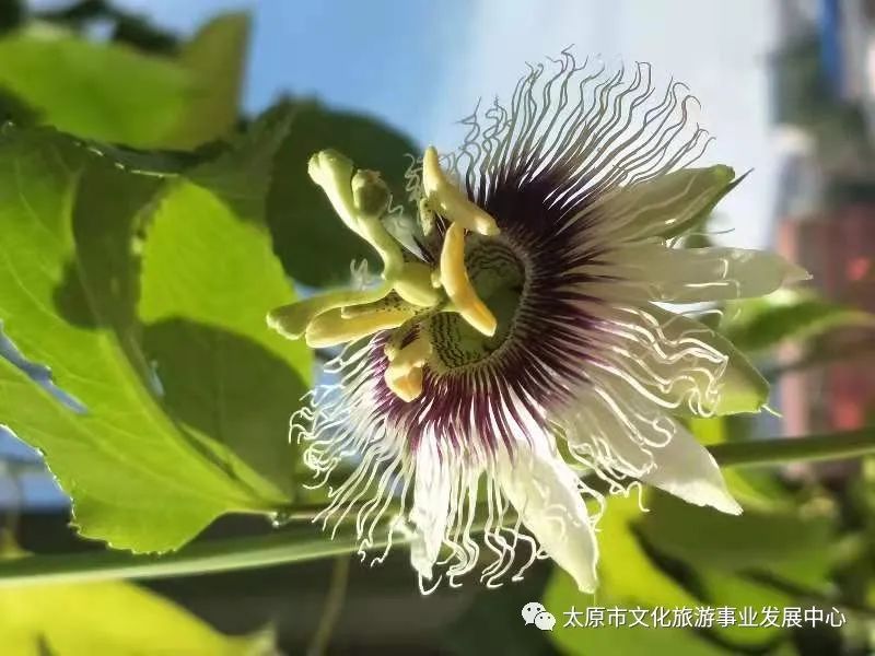 线上展览|“山河春意 锦绣太原——花的世界”主题摄影线上图片展（十三）