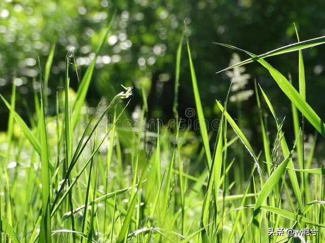 春天的颜色——红白黄紫绿