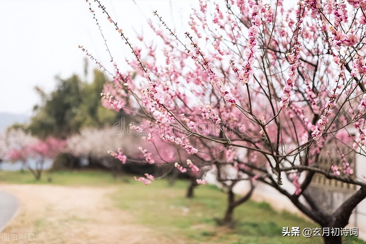 一花一令一春光，六首十六字令，吟叹春花竞艳各流芳