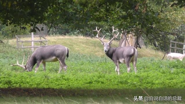 超能力真的存在吗(超级血液，器官再生、百毒不侵，这是人们认为它是仙兽真正的原因)