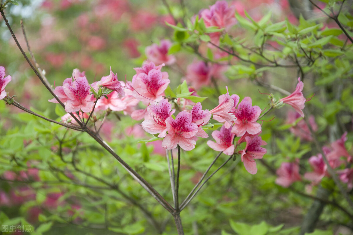 描写春天的唯美句子，芳菲四月温柔文案