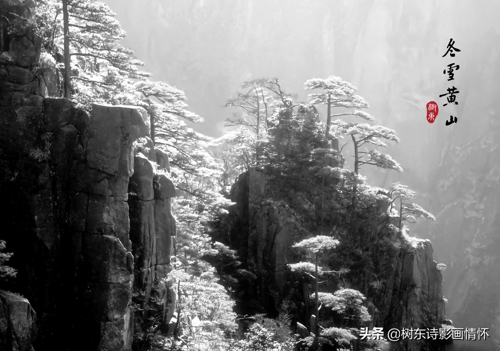 青松的品质和精神(大雪压青松，青松挺且直，松在中华文化中象征着一种精神)