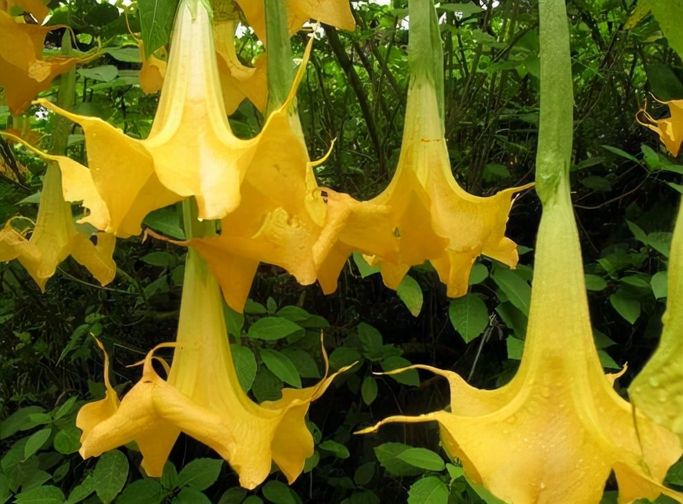 曼陀罗花是什么，那些和它相似的植物，你见过几种？