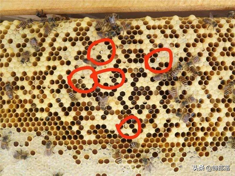 蜜蜂喂养白糖有3大坏处，具体坏在哪里？有何科学依据？全面了解