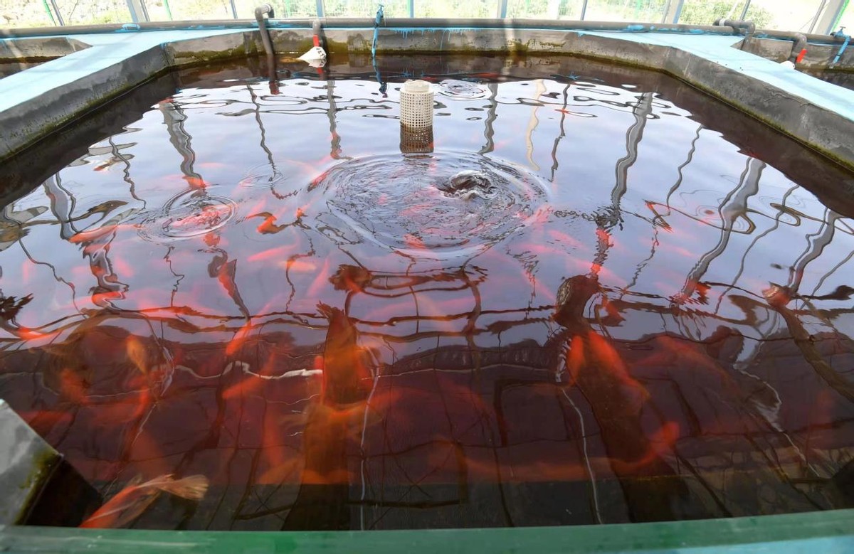“魚菜共生”生態(tài)循環(huán)種養(yǎng)殖助力蔡甸綠色農(nóng)業(yè)高質(zhì)量發(fā)展