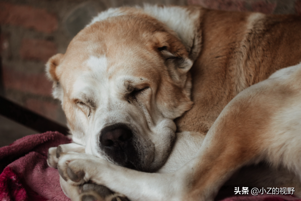 卡斯罗犬图片(五种大型犬，为何有些是禁养的，它们是如何繁育出来的？（二）)