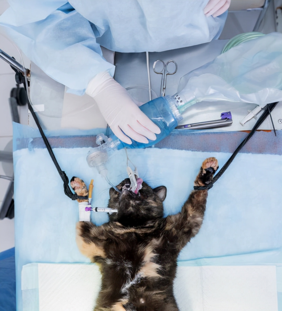 宠物猫绝育手术的误区